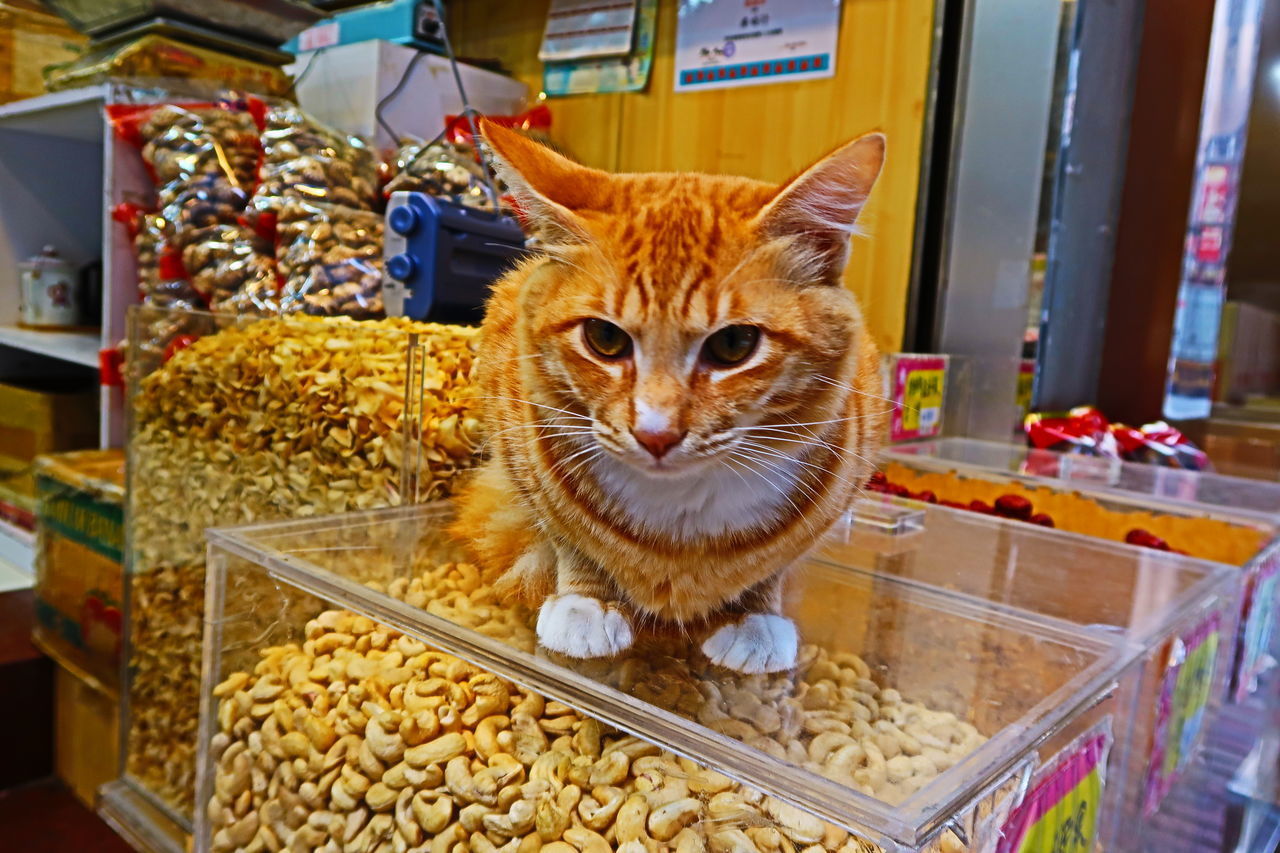 PORTRAIT OF A CAT IN A DOMESTIC ROOM