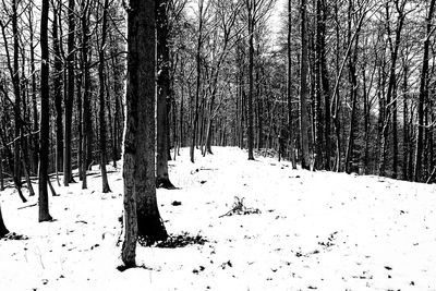 Bare trees in forest during winter