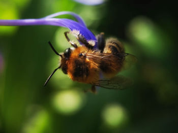 Close-up of insect pollinating on flower