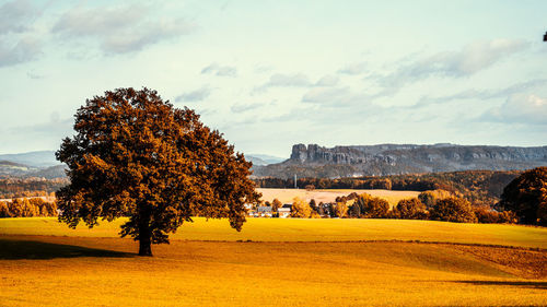 Trees on field against sky