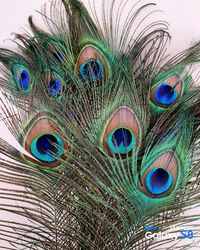 Close-up of peacock feathers