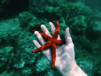 Cropped image of hand holding starfish in sea