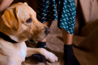 Midsection of woman with dog