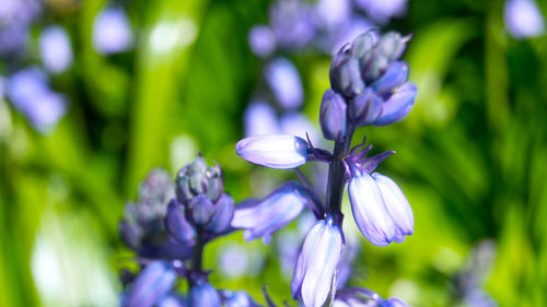 Close-up of purple flowers blooming