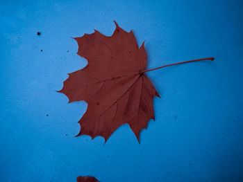 Close-up of dry maple leaf against blue background