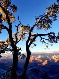 Tree on mountain against sky at sunset