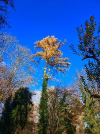 Low angle view of trees against clear blue sky