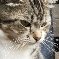 Close-up of a cat looking away