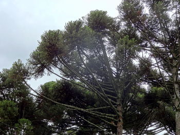Low angle view of trees against sky
