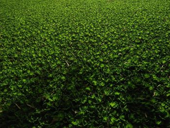 Full frame shot of fresh green field