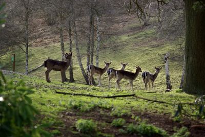 Deer in a forest