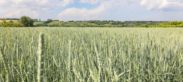 Golden yellow green spikelets of ripe wheat in field on blue sky background. panoramic view 