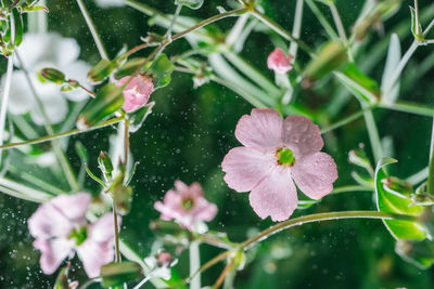 Close-up of wet pink flower in rainy season