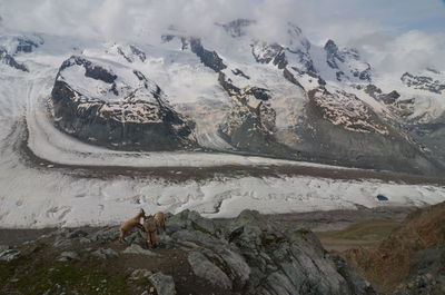 Close-up of tree against cloudy sky