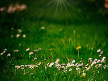 Close-up of flowering plants on field