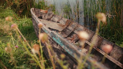 Close-up of wood on field