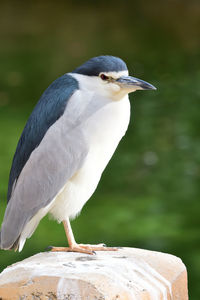 Close-up of bird perching on wooden post