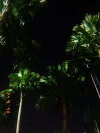 Low angle view of palm trees at night