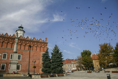 Flock of birds flying over building