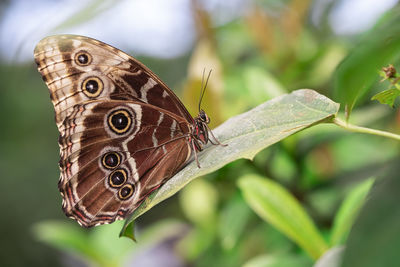 Close-up of butterfly on leaf