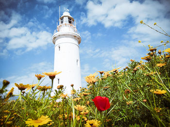 Low angle view of red flowering plant against sky and the white lighthouse of paphos. 