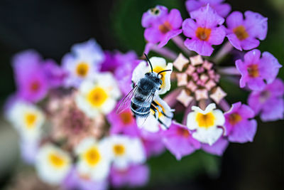 Close-up of bee pollinating on purple flower