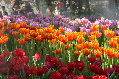 Close-up of multi colored tulips in park