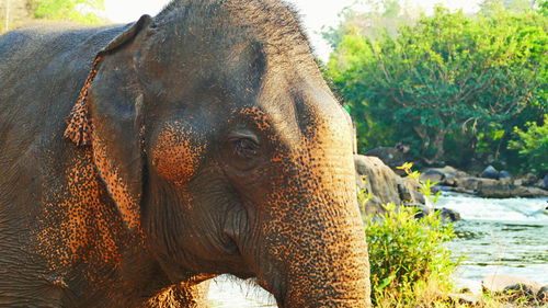 Close-up portrait of elephant