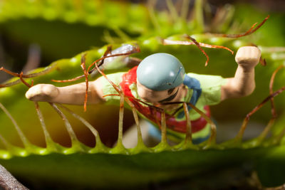 Close-up of insect on fruit