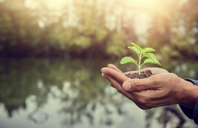 Close-up of hand holding small plant