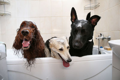 Portrait of dog in bathroom