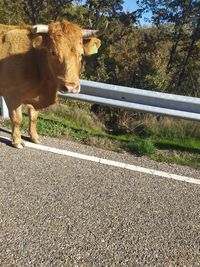 Cow standing on road amidst field
