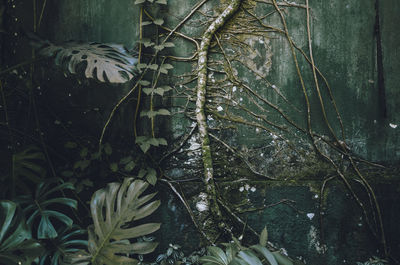 Close-up of ivy growing on tree in forest