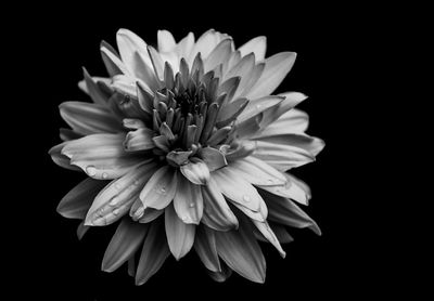 Close-up of dahlia against black background