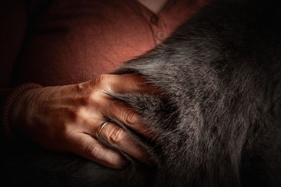 Close-up of human hand on grey fur from cat