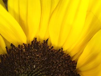 Close-up of sunflower