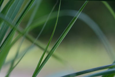 Close-up of fresh green crops in field