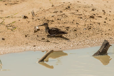 High angle view of a bird