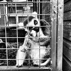 Close-up of lemur in cage at zoo