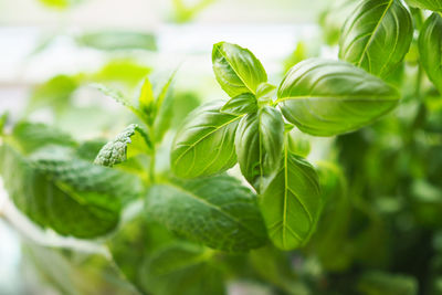 Close-up of fresh basil leaves