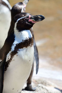 Close up of a humboldt penguin