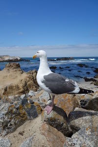 Seagull perching on rock by sea against sky