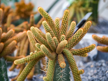 Close-up of plant