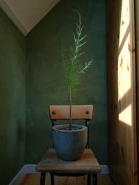 Close-up of potted plant on table against wall