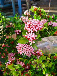 Close-up of pink flowering plants