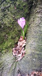 High angle view of pink crocus flower