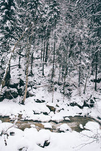 Snow covered trees in forest