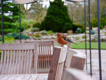 Close-up of bird perching on railing against trees