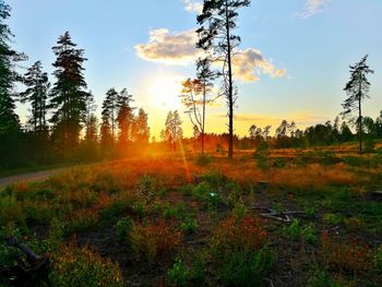 Trees growing on field against sky at sunset