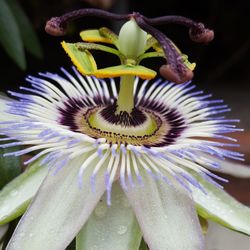 Close-up of passion flower blooming outdoors